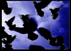 Envolezvous_bizarres_oiseaux_envole