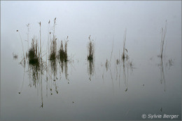 Les roseaux de Midas Etangs1a