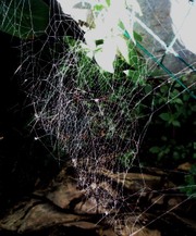 Chiaroscuro Chiaroscuro