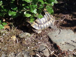 Tortue
