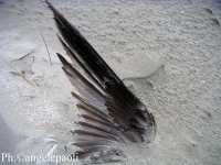 Aquila mia Aquila_mia_1