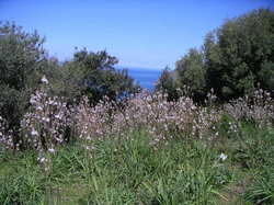 Asphodèles Asphodles_2