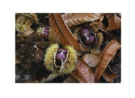 Castagne di Cinarca Castagne_di_cinarca
