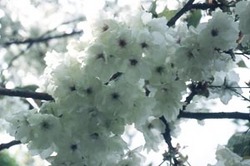 Chambre des Cerisiers. Valloires Cerisiers