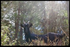 Dix mille ans de grécité font les chèvres sagaces Chevre_2