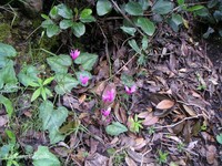 Cyclamens Cyclamenjpg_2