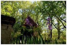 En_vue_de_mon_jardin