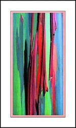 Eucalyptus Arlequin Eucalyptus_arlequin