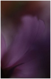 Photo de Carole Darricarrère Flower1_2_2