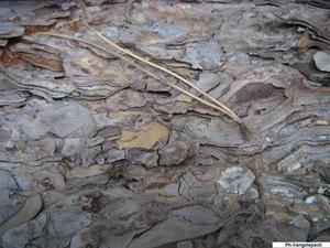 Fort_daitone_pict0058