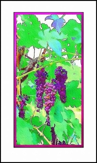 La transparence des grappes La_transparence_des_grappes