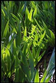 Dont l’un est vif pour le doux déplaisir.... Lautre_vive