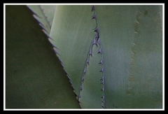 Les écueils d'Eros et les pièges des ronces Les_cueils_dros_et_les_piges_des_ronces_