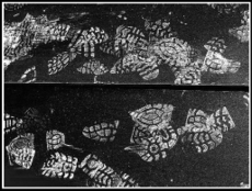 Les pas du temps Les_pas_du_temps_1