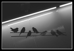 Lle_o_roucoulent_les_colombelles