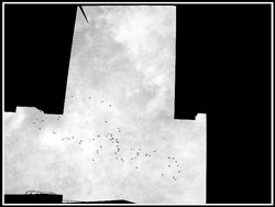 Oiseaux_dans_le_ciel