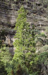 Pin wollemi Pin_wollemi