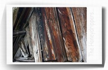 Polaroid_06_innocence