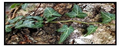 S'il passe un indiscret Sil_passe_un_indiscret1_1