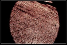 Soudain_sinsinue_le_signe