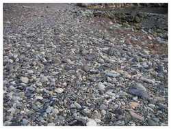 Sous_les_cailloux_la_coccinelle