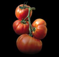 Tomates Tomates_bis_