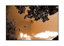 Un arbre qui enveloppe la palpitation des oiseaux Un_arbre_qui_enveloppe_la_palpitation_de