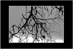 Un silence glacial Un_silence_glacial