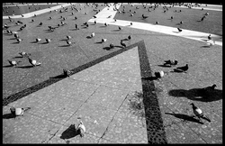 Une_pluie_de_colombes_macules_pour_samir