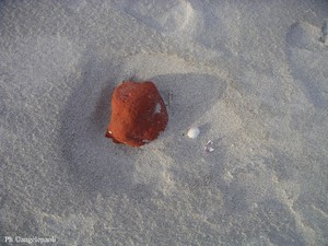 Veri similis Veri_similis