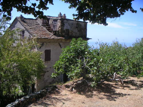 Terrasse aux figuiers