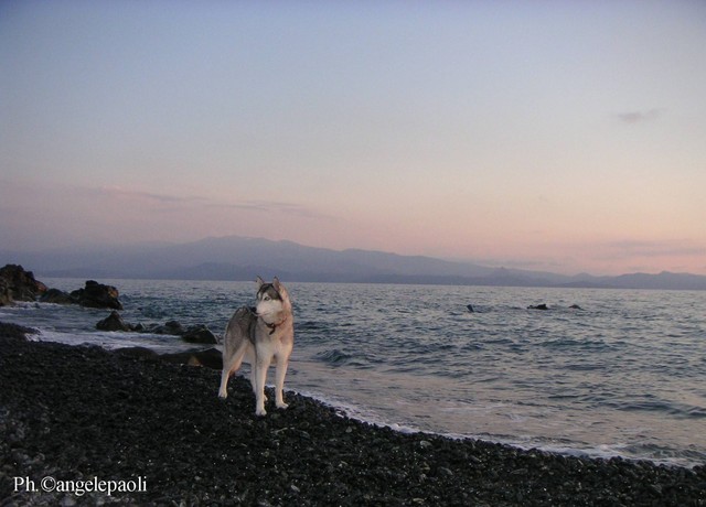 Chien de la déesse Hécate dans la marina d'Albu